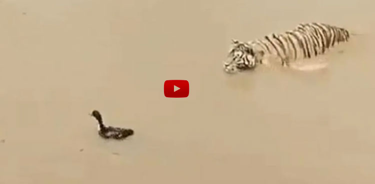 clever duck viral video
