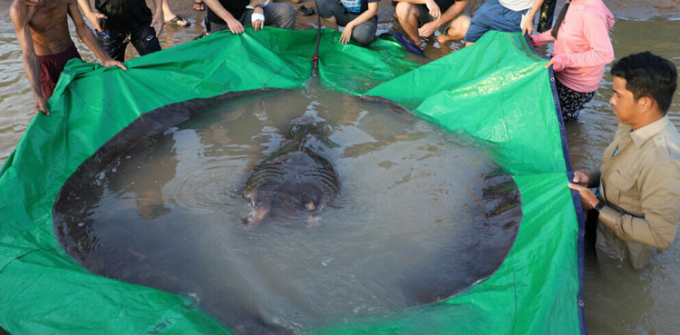 Cambodia freshwater fish