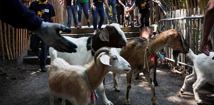 Goats-New-York