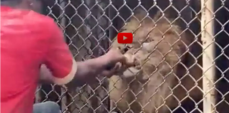 Lion bite Incident