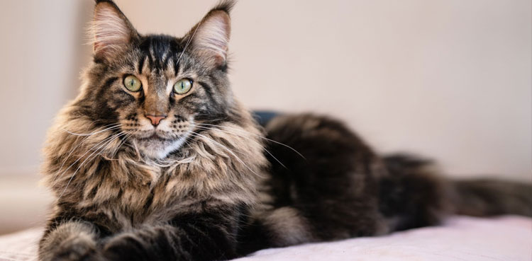 Maine-coon-cats
