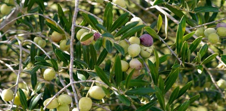 Tunisian startup, olive waste, clean energy