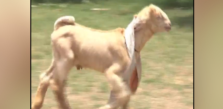 simba pakistani, dumbo, goat,