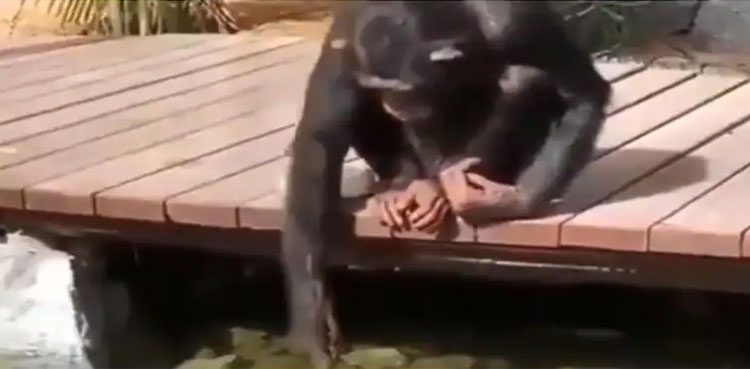 Chimpanzee, fishes, video, viral