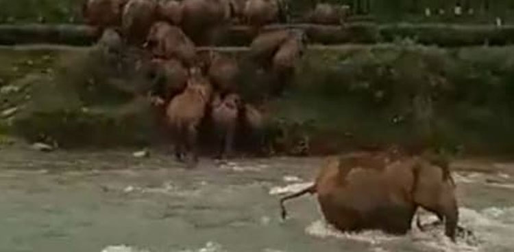 Viral video, mother, elephant, calf, river