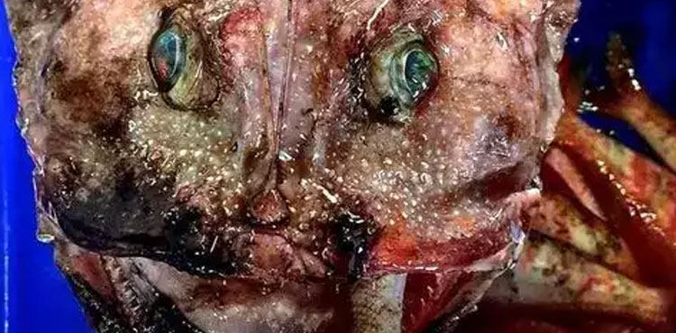 mystery, deep-sea creature, nightmares, Australia