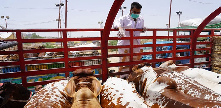 Asia biggest cattle market, Karachi cow mandi, Karachi cattle market, animals