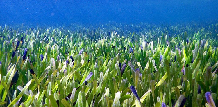 world's largest plant, Seagrass, Australia, 180 sq km