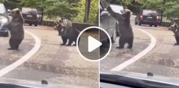 Bear, high five, funny video, viral