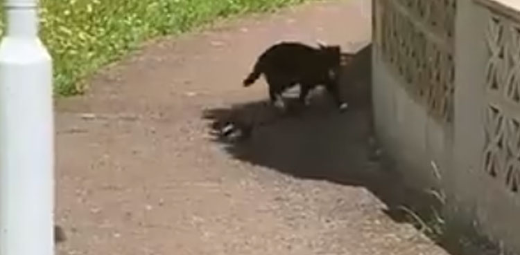 bird, cat, viral video, viral, video