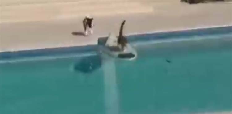 dog, cat, viral video,