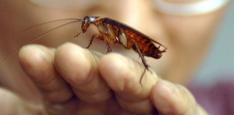 cockroaches, cockroach, court hearing, hearing, case