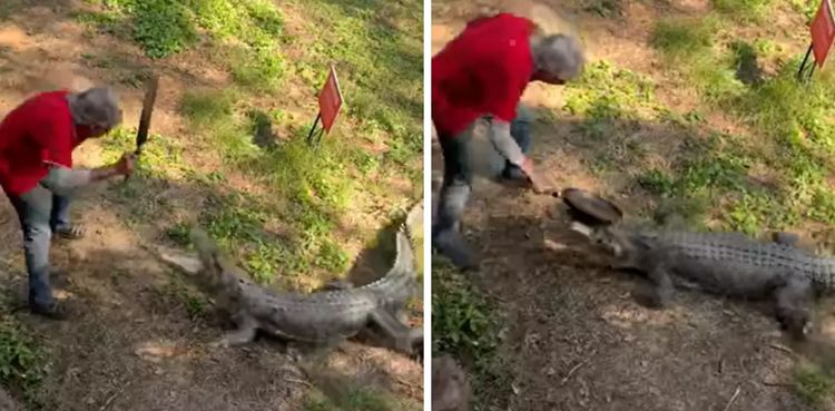 Man beats crocodile, Australia, frying pan, crocodile