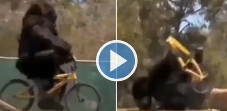 Gorilla, video, throws away cycle, funny video