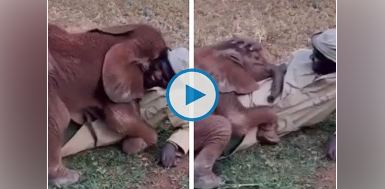 baby elephant, viral video, elephant, baby,