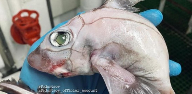 fish, weird fish, viral, Frankenstein's fish, viral picture