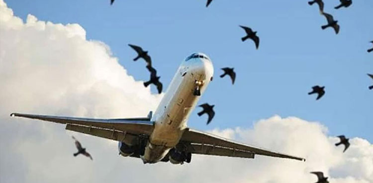 PIA birds plane hit cases