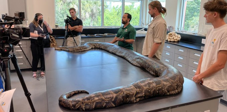 Largest-ever python, Burmese python, Florida