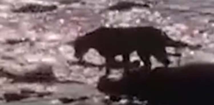 lion, crocodile, waters,