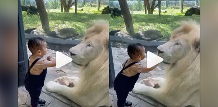 Fearless boy, lion, video, viral