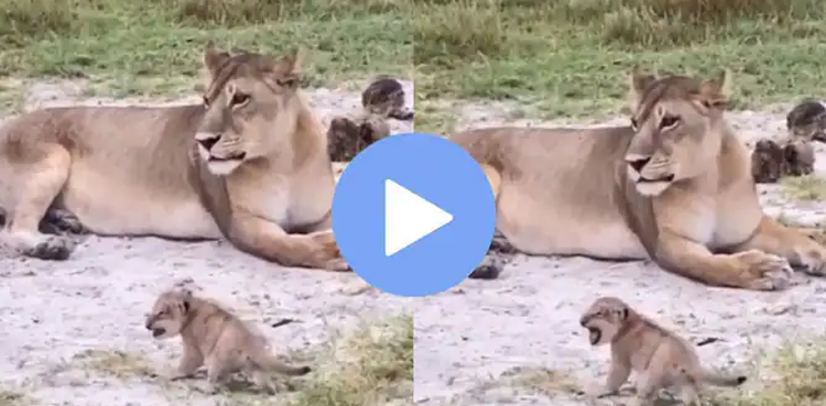 cub, lioness, lion, viral, video, viral videos