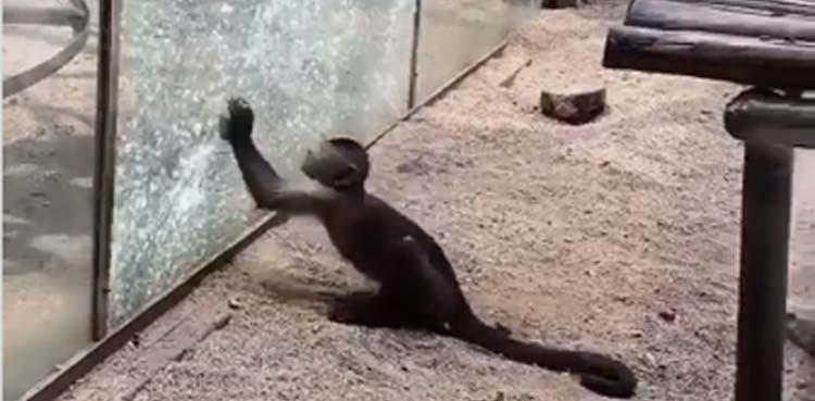 monkey, zoo,