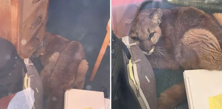 mountain-lion-wanders-us-classroom