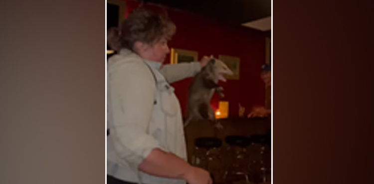 opossum. woman, viral video, viral
