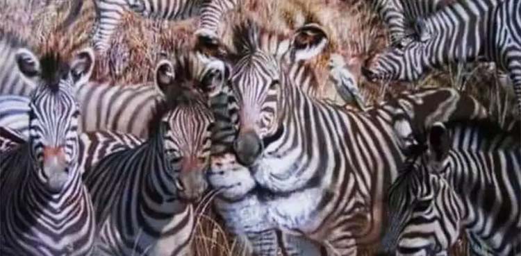 optical illusion, zebras, lion, bird,