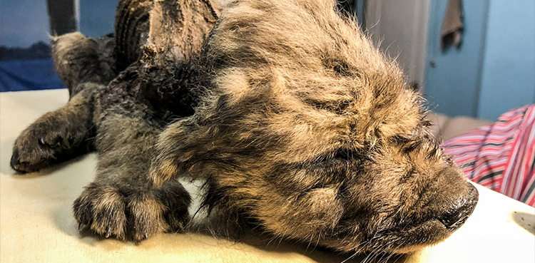 Ancient Siberian dogs, seafood diets, wolves