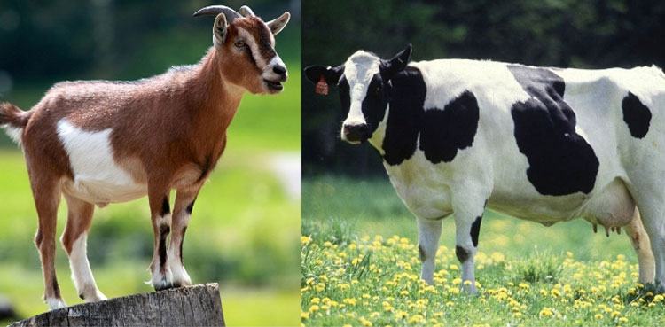 Bribe-goats-and-cow