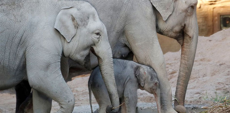 Elephant