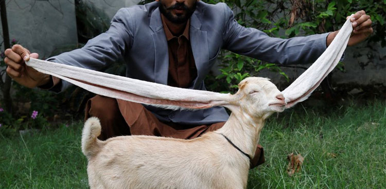 Goat,-22-inch-ear