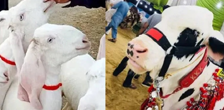bribe, goats, cow, karachi policeman