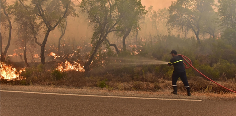 Balochistan forest fire, precious trees shrubs destroyed, Koh-e-Jandaran