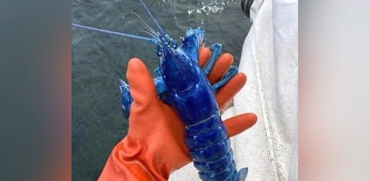 One in two million, fisherman, US, rare, blue lobster