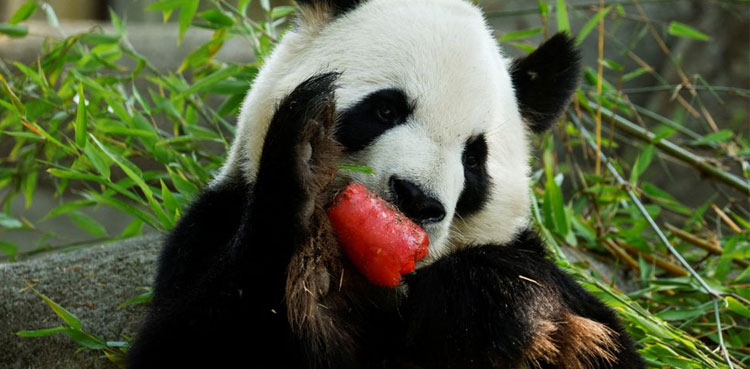 Zoo,-popsicles