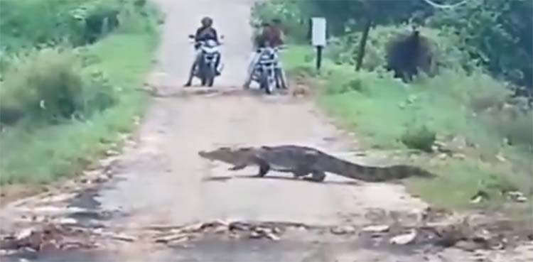 crocodile, viral video,
