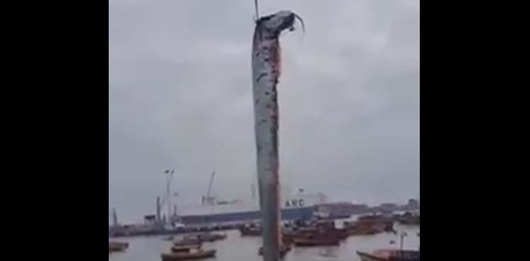 fish, fisherman,