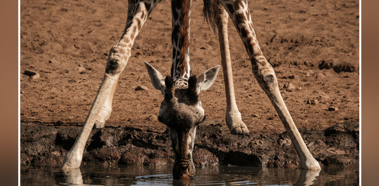 giraffes, giraffe, twin giraffes, rare