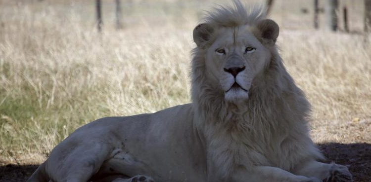 lion, london, london zoo, england,