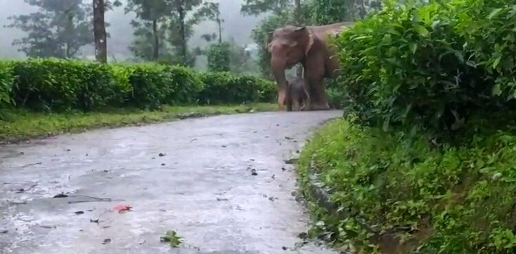 mother_elephant_calf_protect_heavy_rain