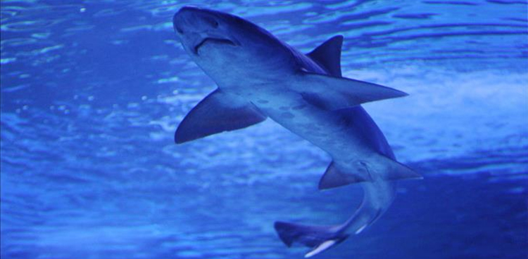 Sharks Submarine cables PTA chief