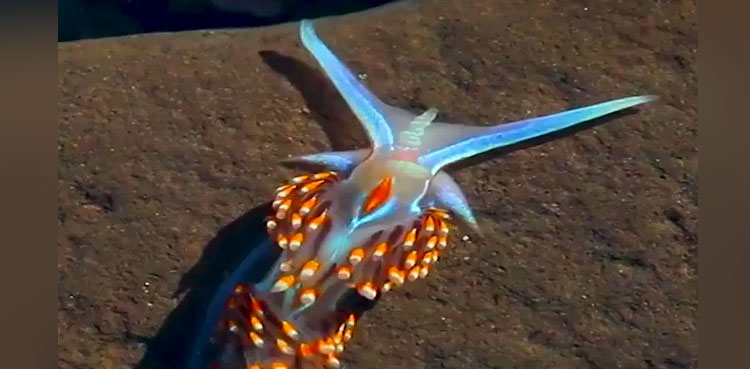 viral-video-sea-slug