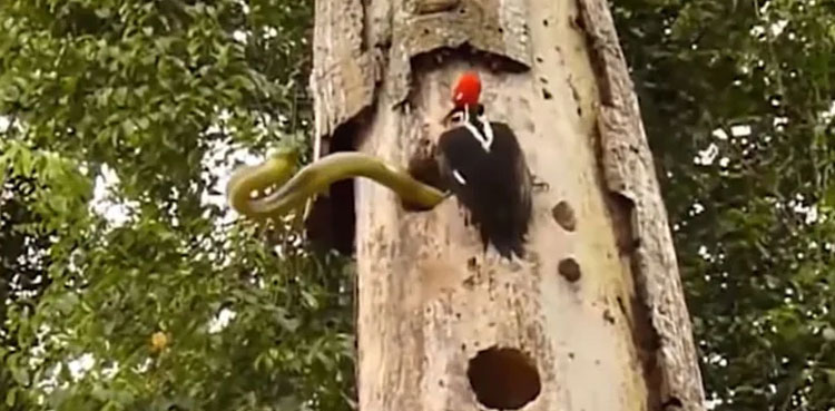 woodpecker-fights-snake-video