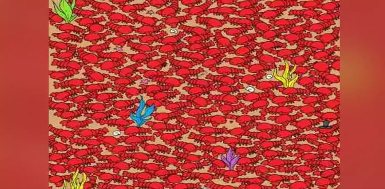 Optical-illusion crabs find