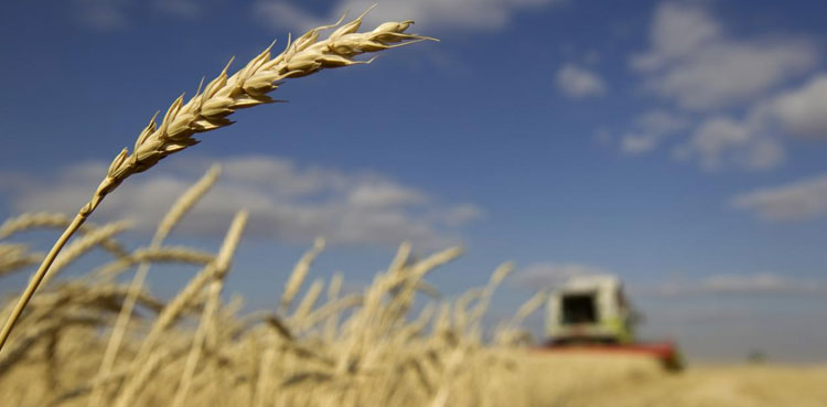 Jaffarabad, wheat bags, damaged, PASSCO