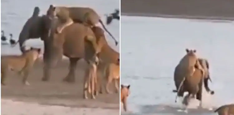 viral video, lone elephant, fights, 14 lionesses  