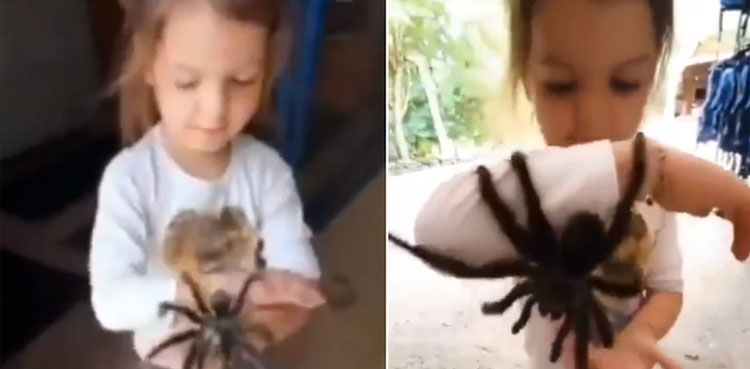 viral video, Little girl, plays, huge spiders