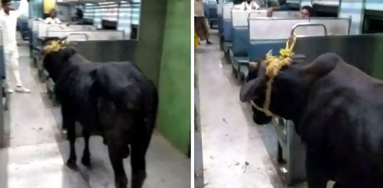 viral video, bull, travels, alone, passenger train